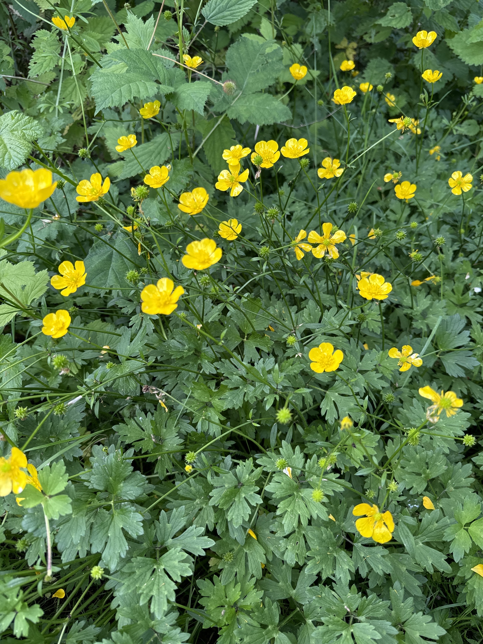 Ranunculus