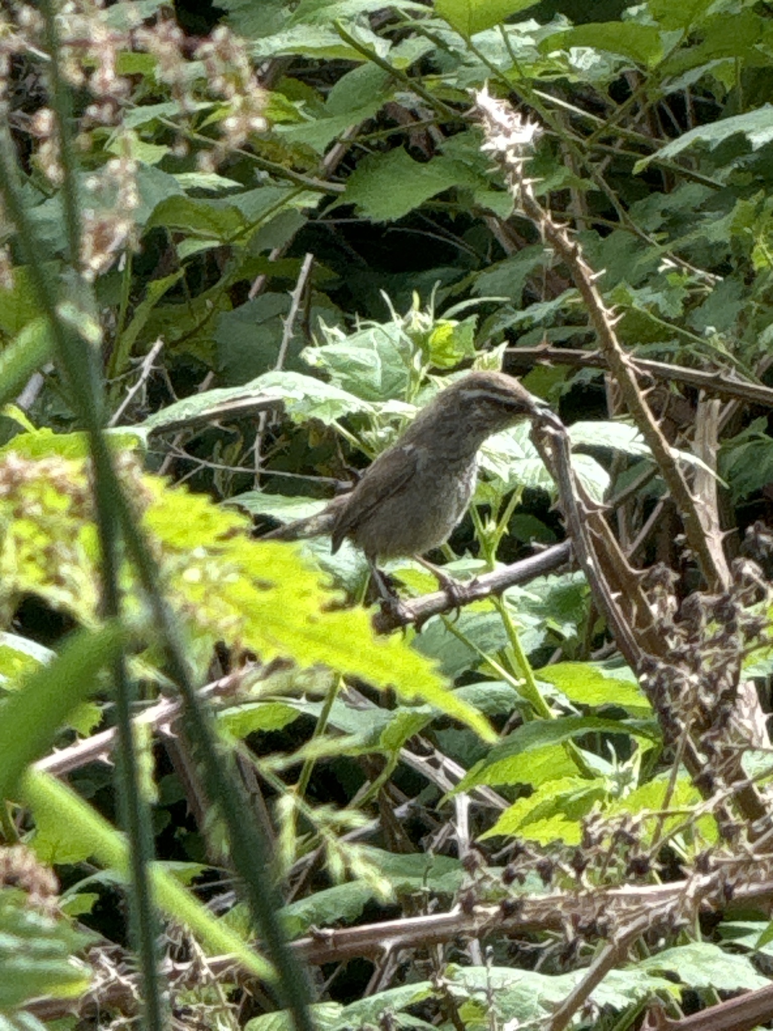 Thryomanes bewickii