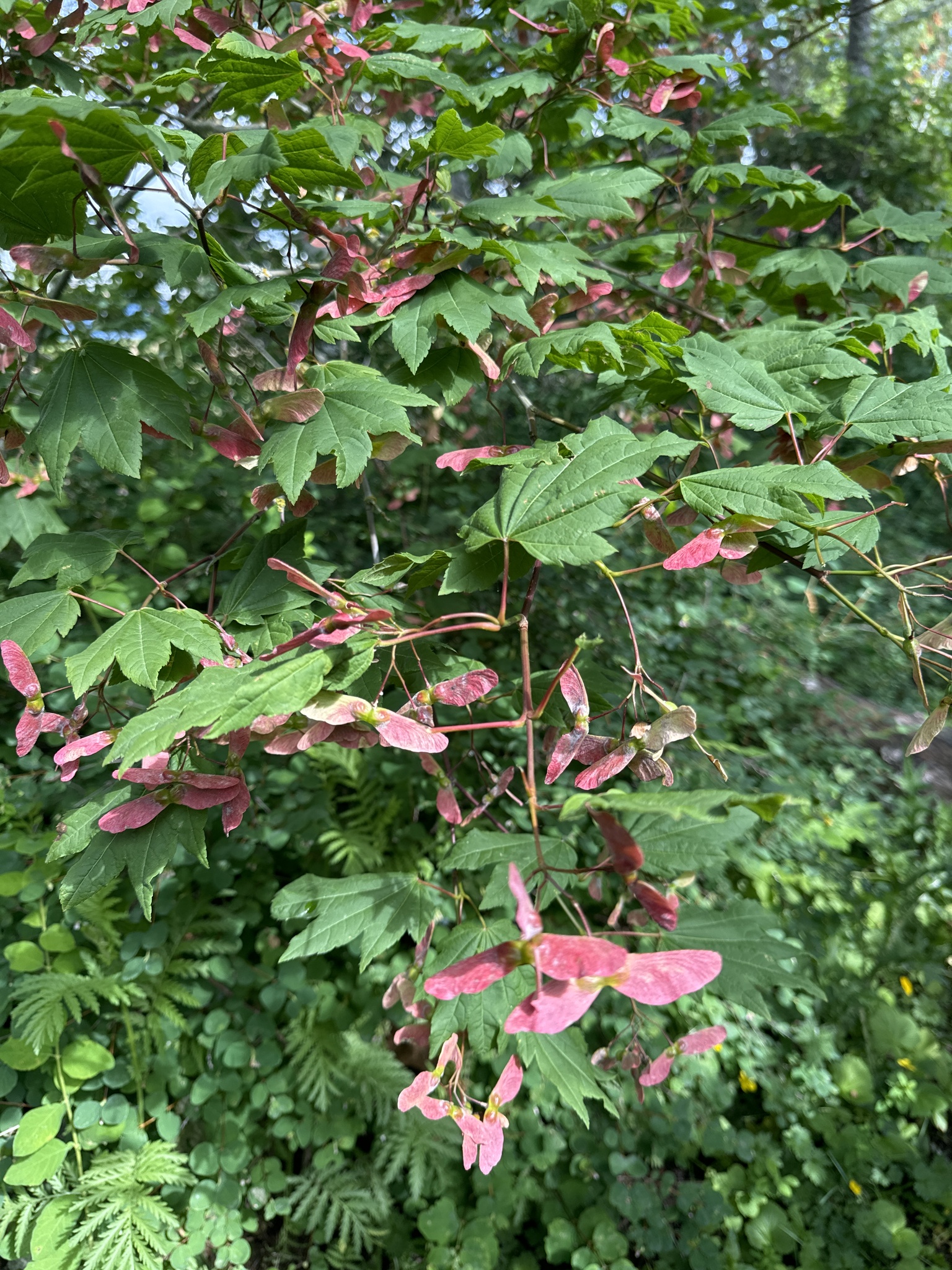 Acer circinatum