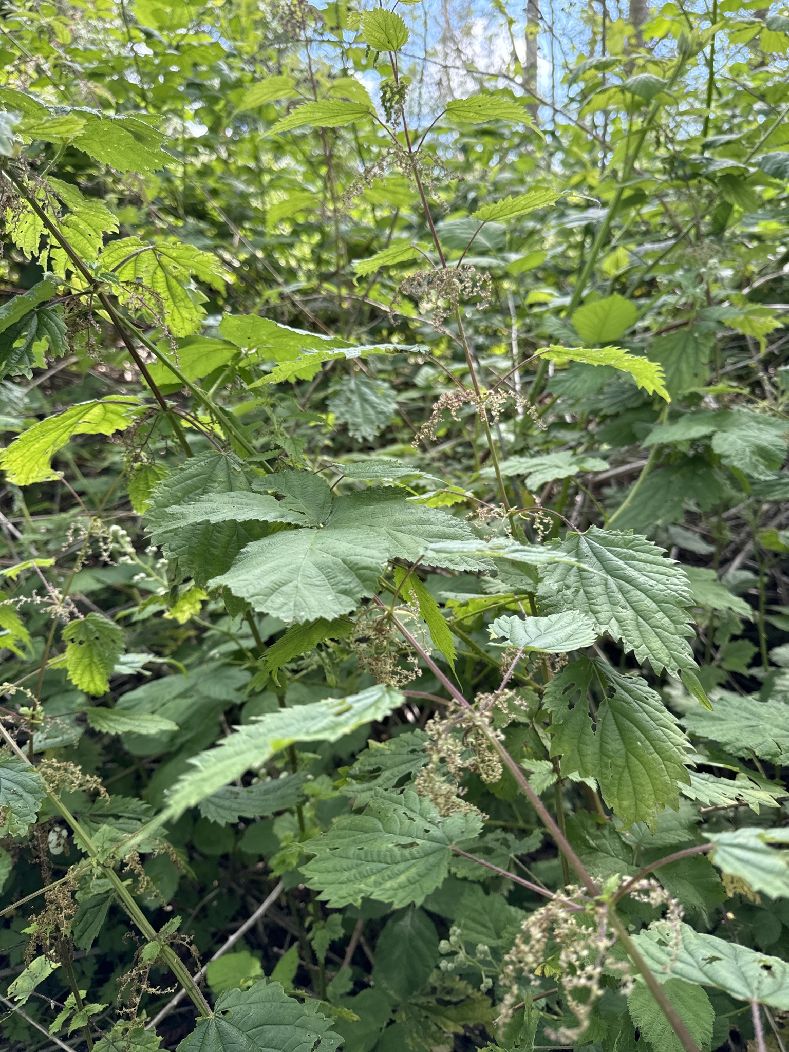 Urtica gracilis