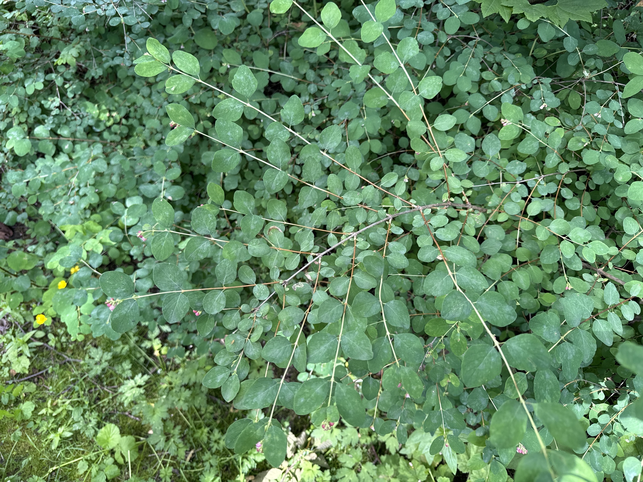 Symphoricarpos