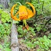 Columbia lily