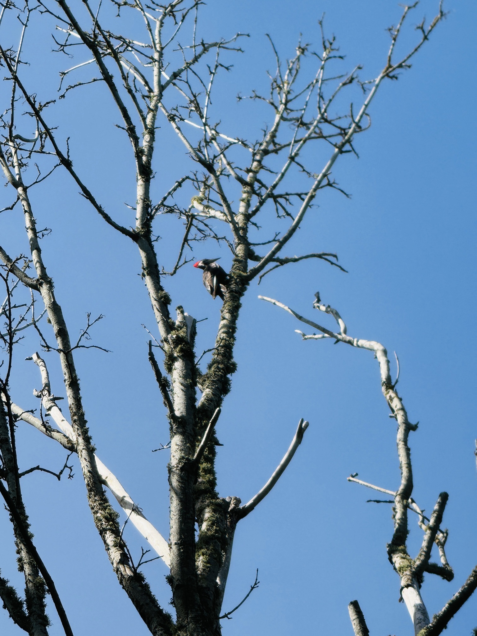 Dryocopus pileatus