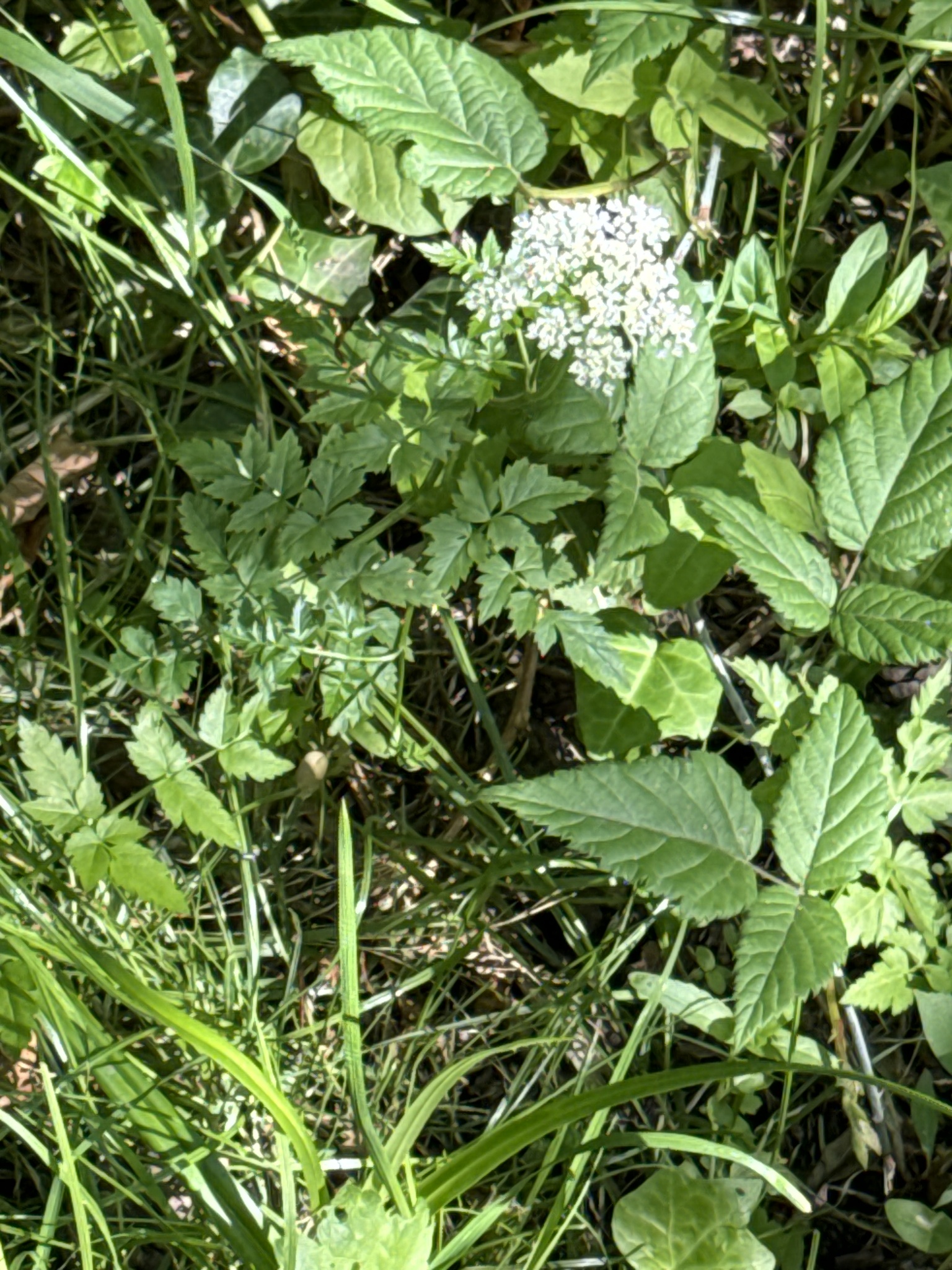 Oenanthe sarmentosa
