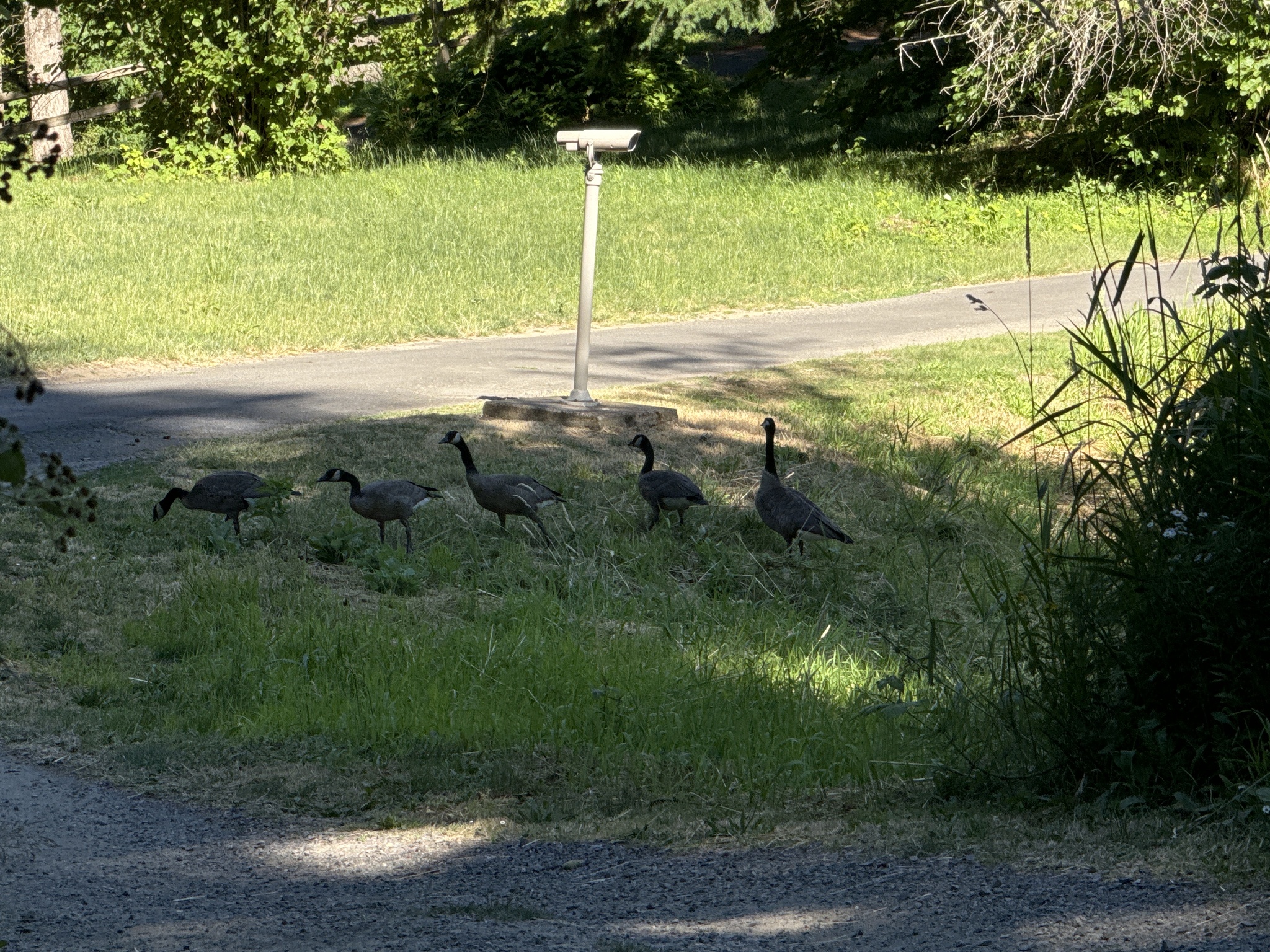 Branta canadensis