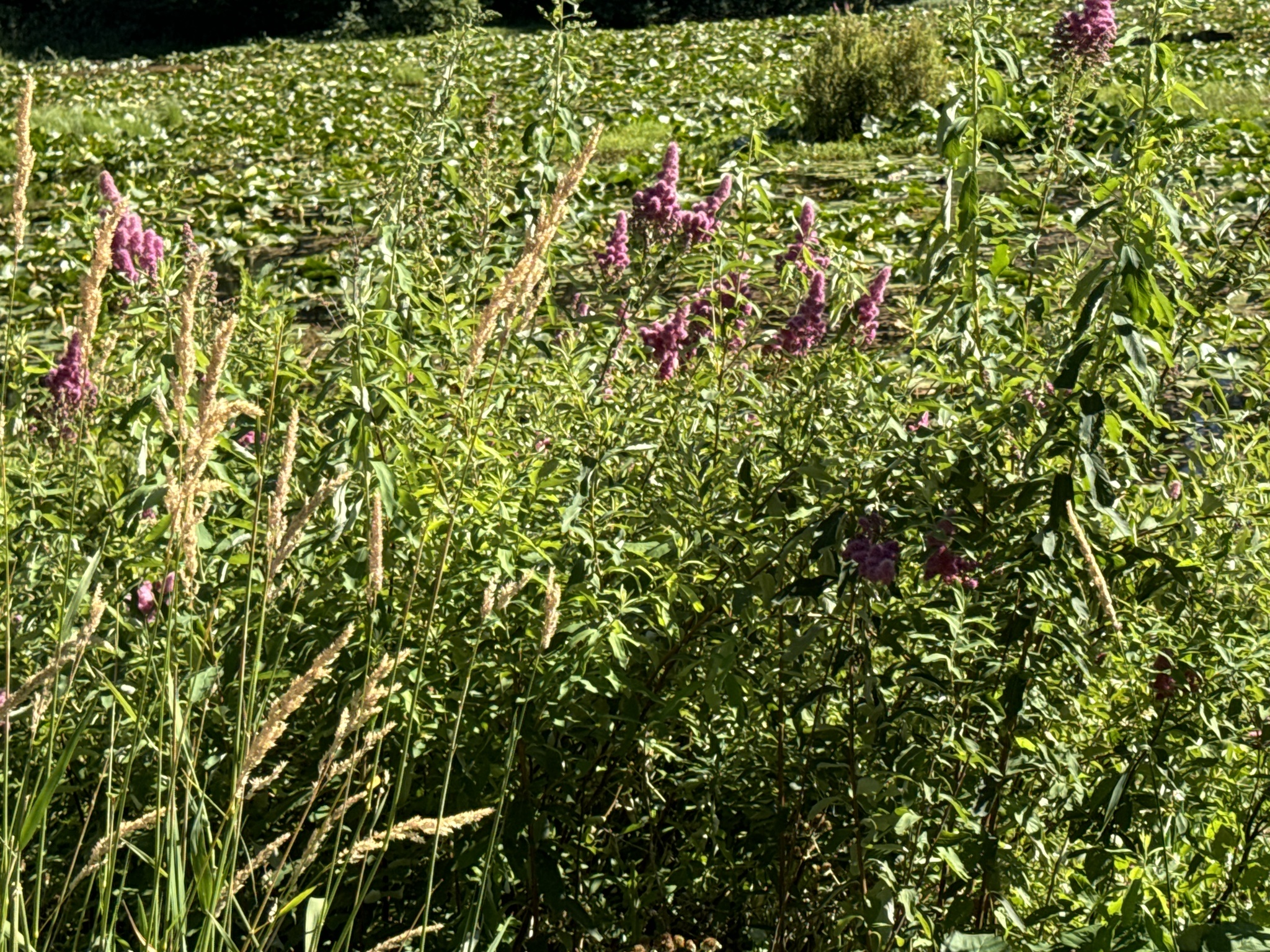 Spiraea douglasii