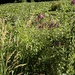 Rose Spirea