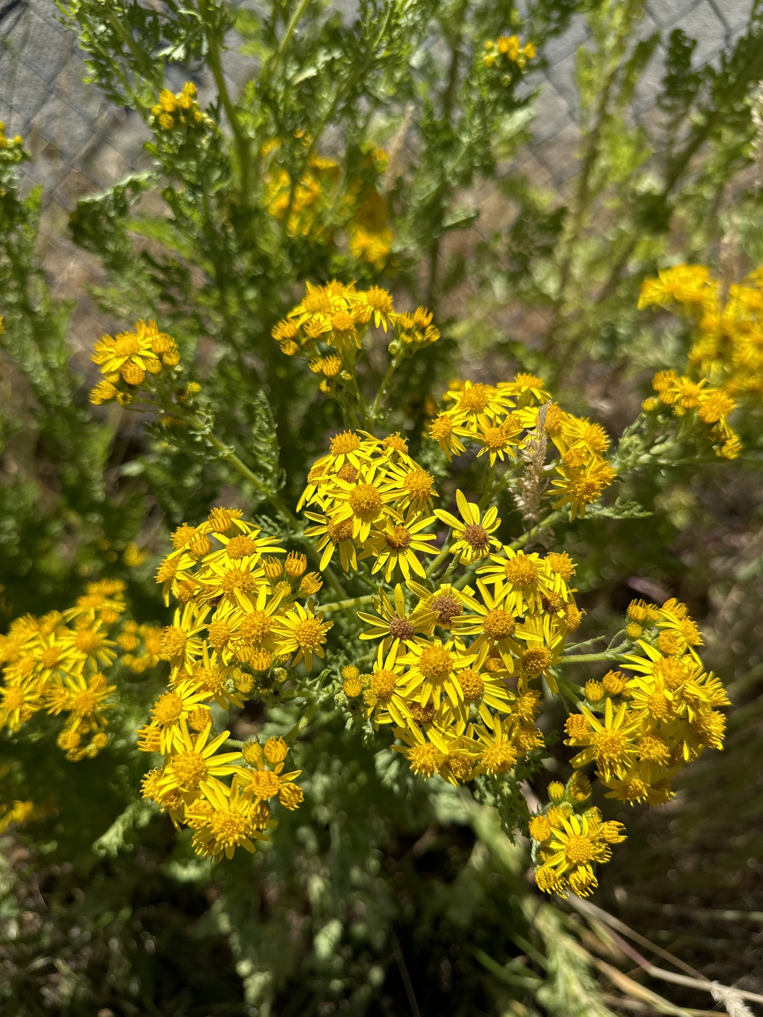 Jacobaea vulgaris