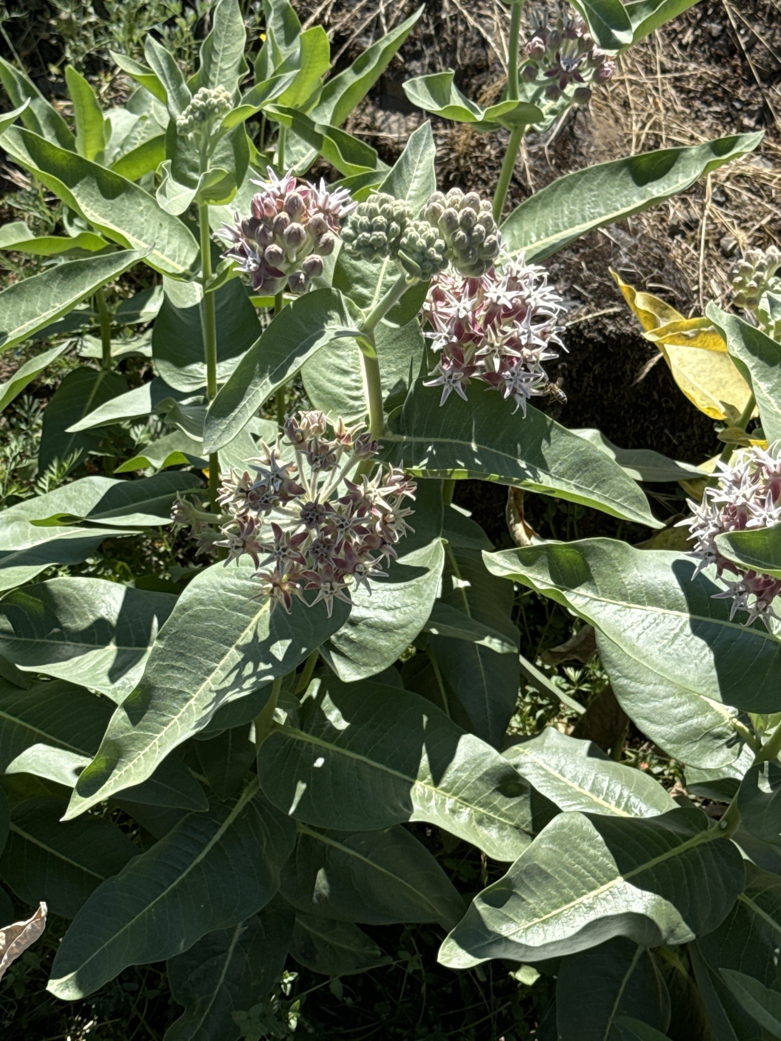 Asclepias speciosa