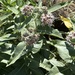 showy milkweed