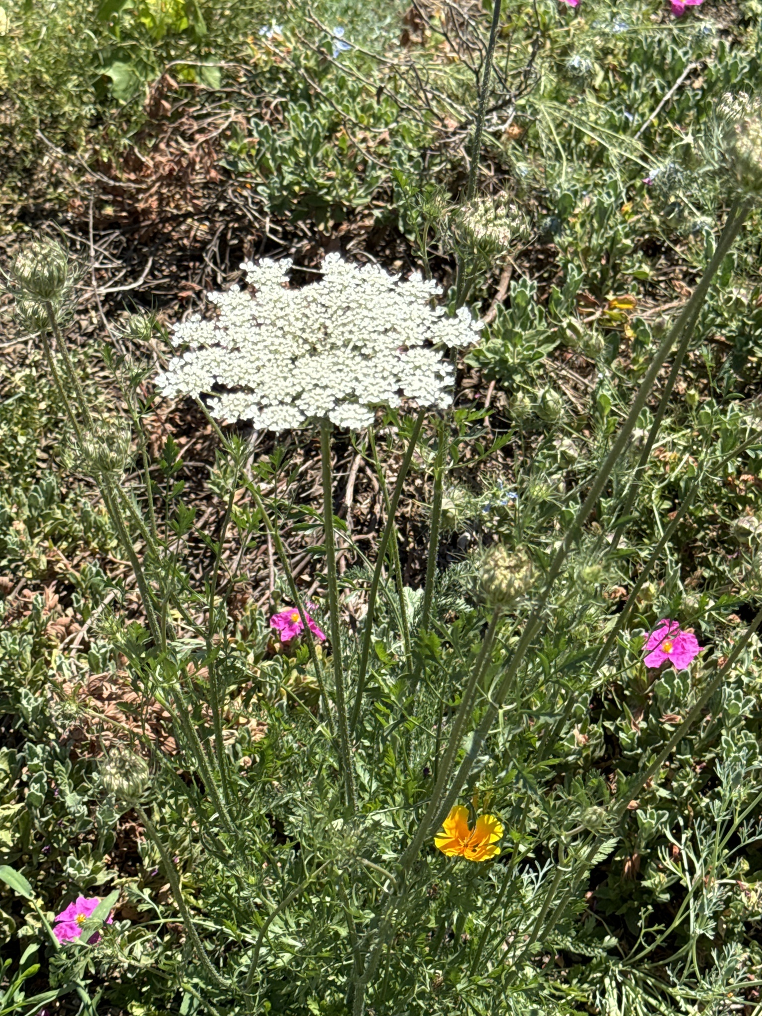 Daucus carota