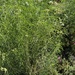 narrowleaf milkweed