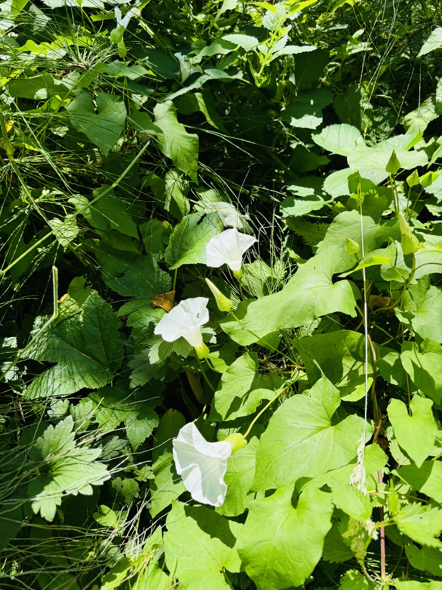 Calystegia
