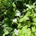 false bindweeds