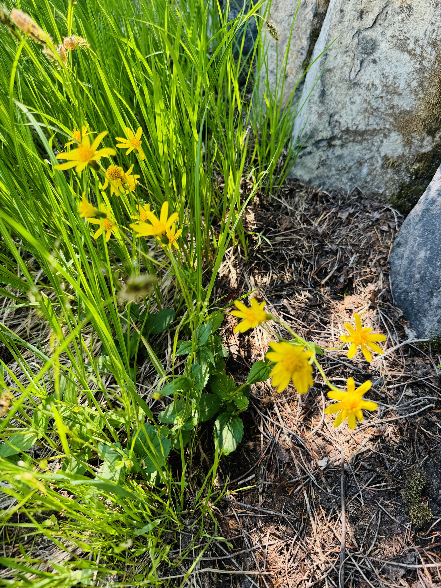 Arnica