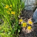 Arnica