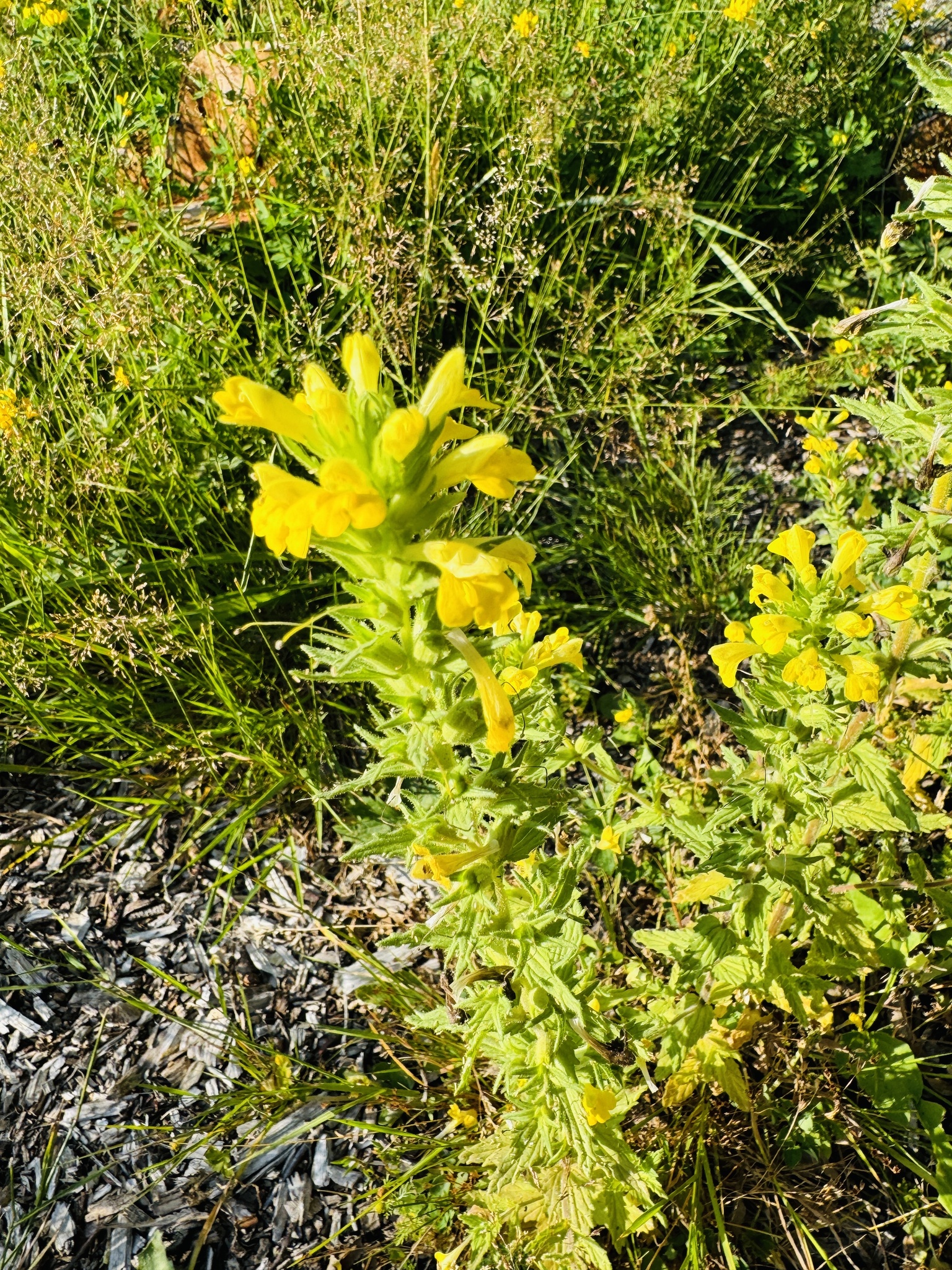 Bellardia viscosa