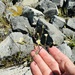 white hawkweed