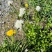 Sitka valerian