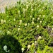 Partridgefoot