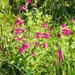 Lewis' monkeyflower