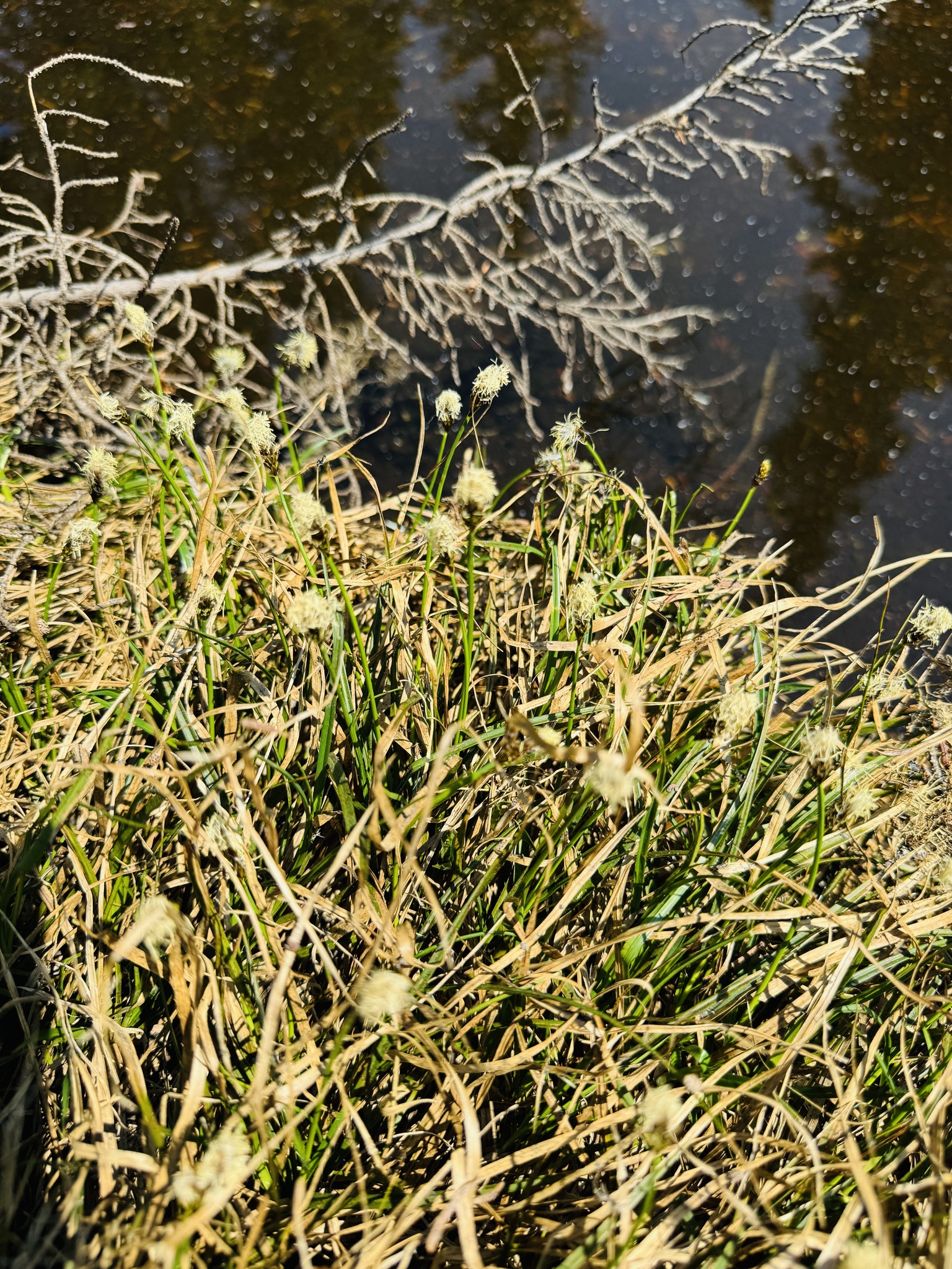 Carex
