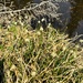 true sedges