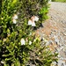 western moss-heather