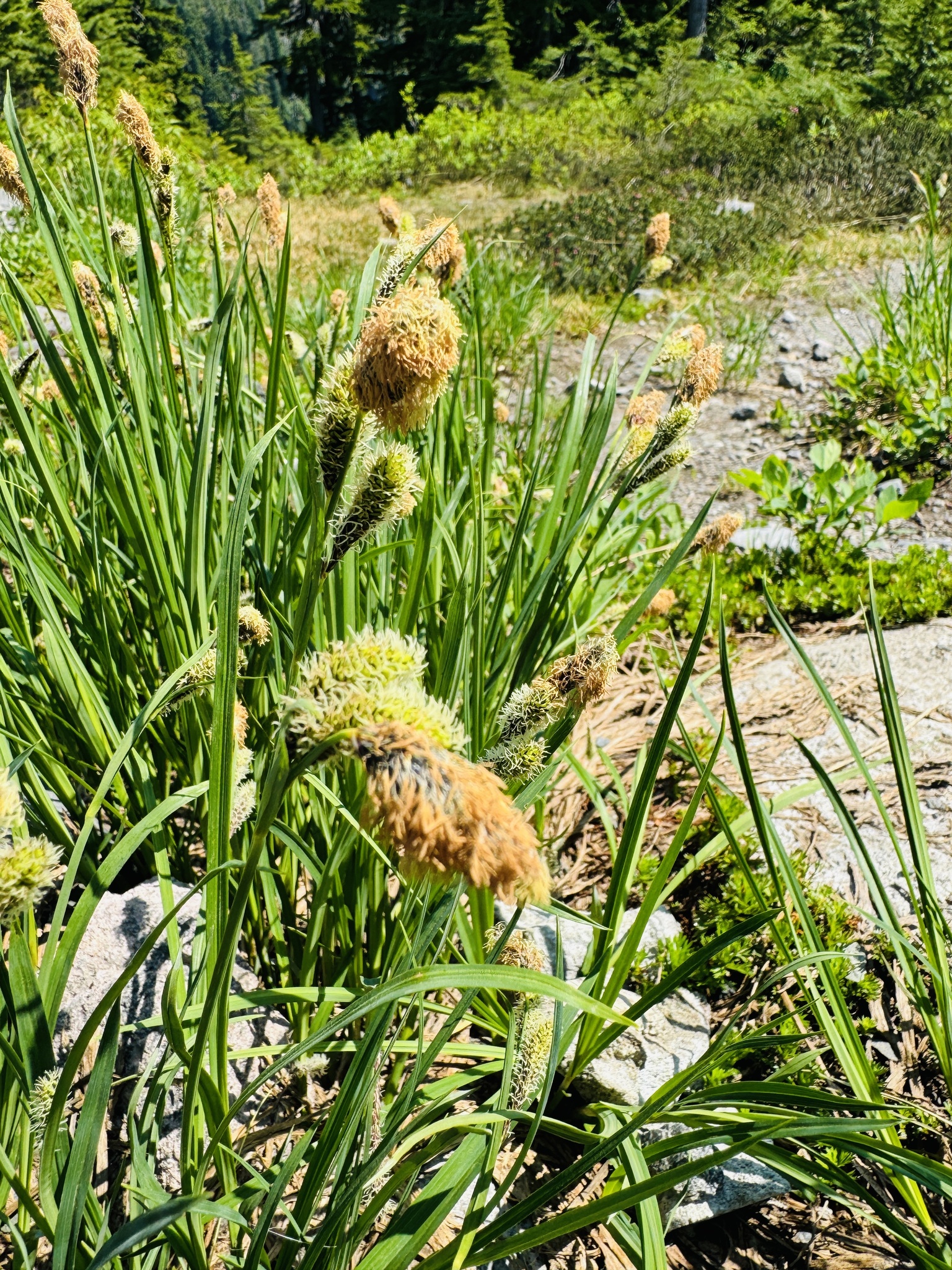 Carex