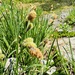true sedges