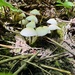 common bonnet