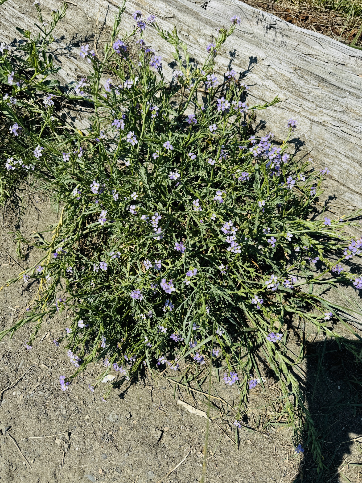 Cakile maritima