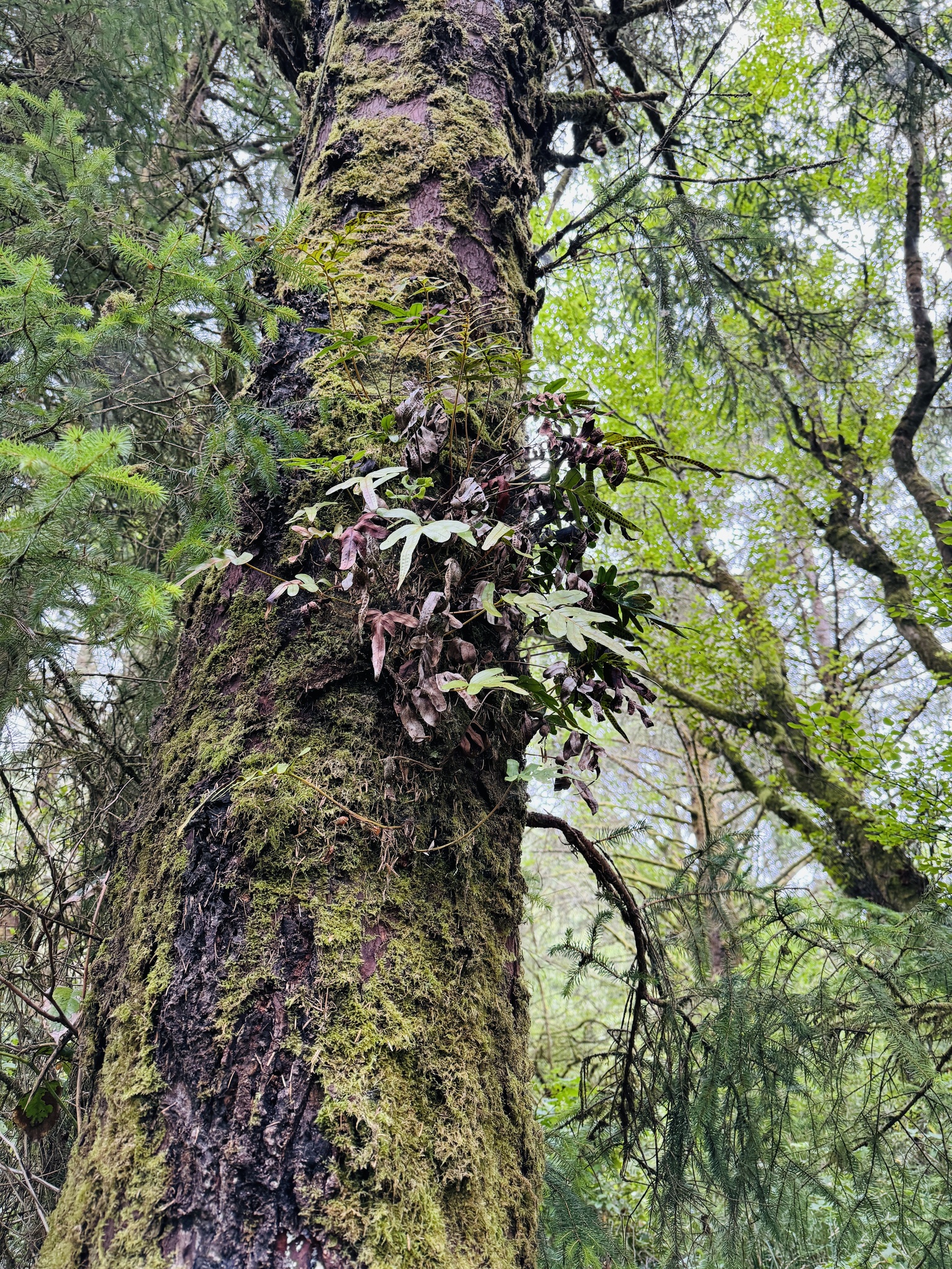 Polypodium scouleri