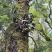 leathery polypody