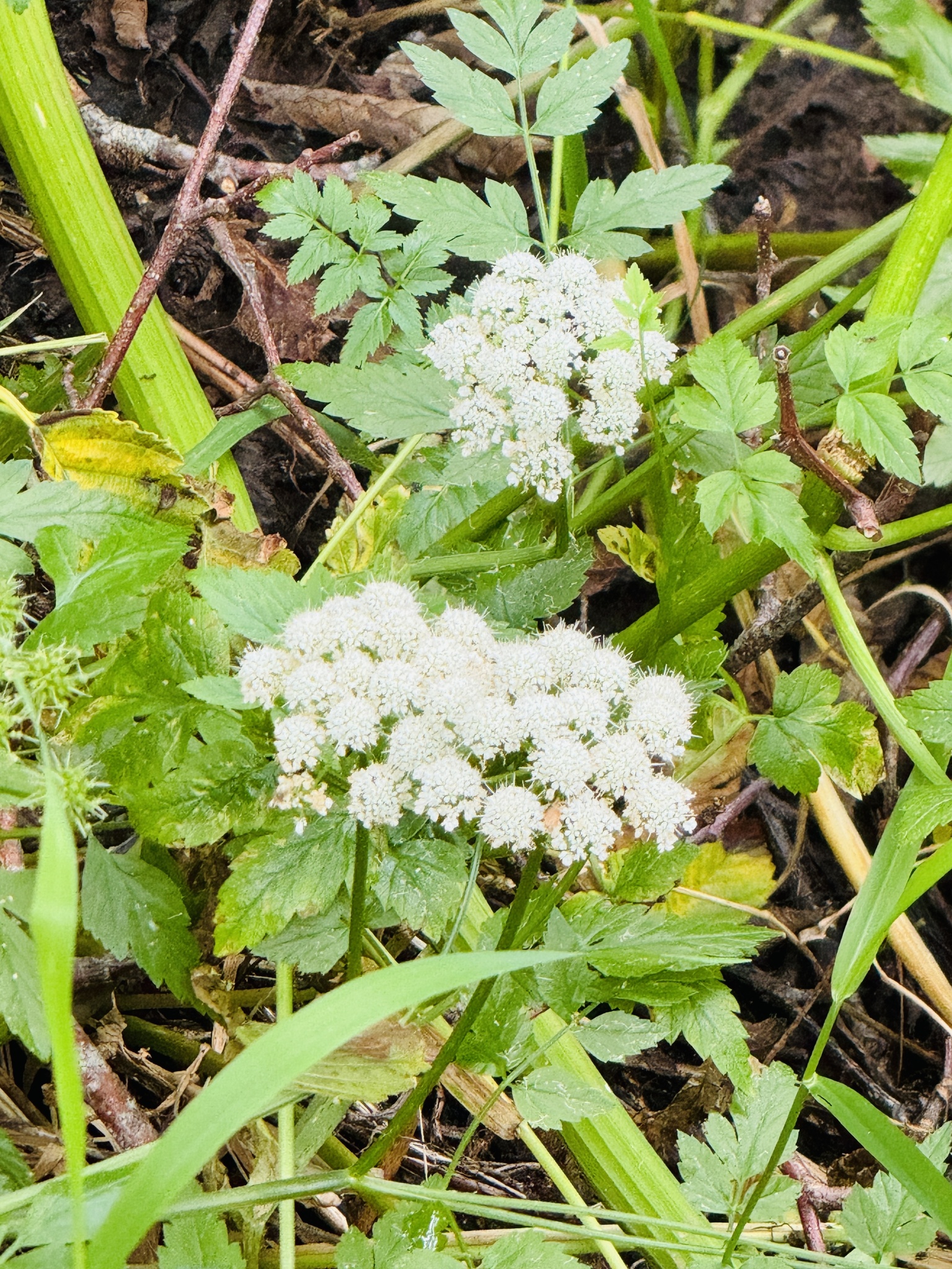 Oenanthe sarmentosa