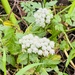 water parsley