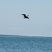 Brown Pelican