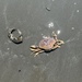 Dungeness Crab