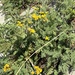 dune tansy