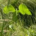 broadleaf arrowhead