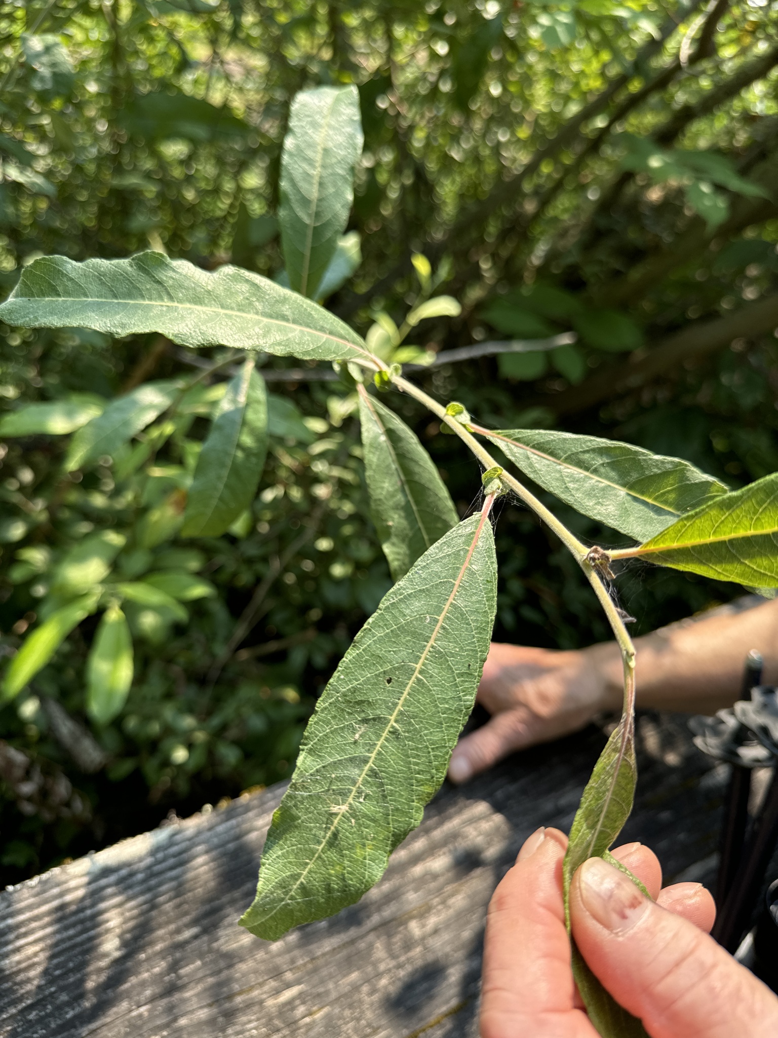 Salix