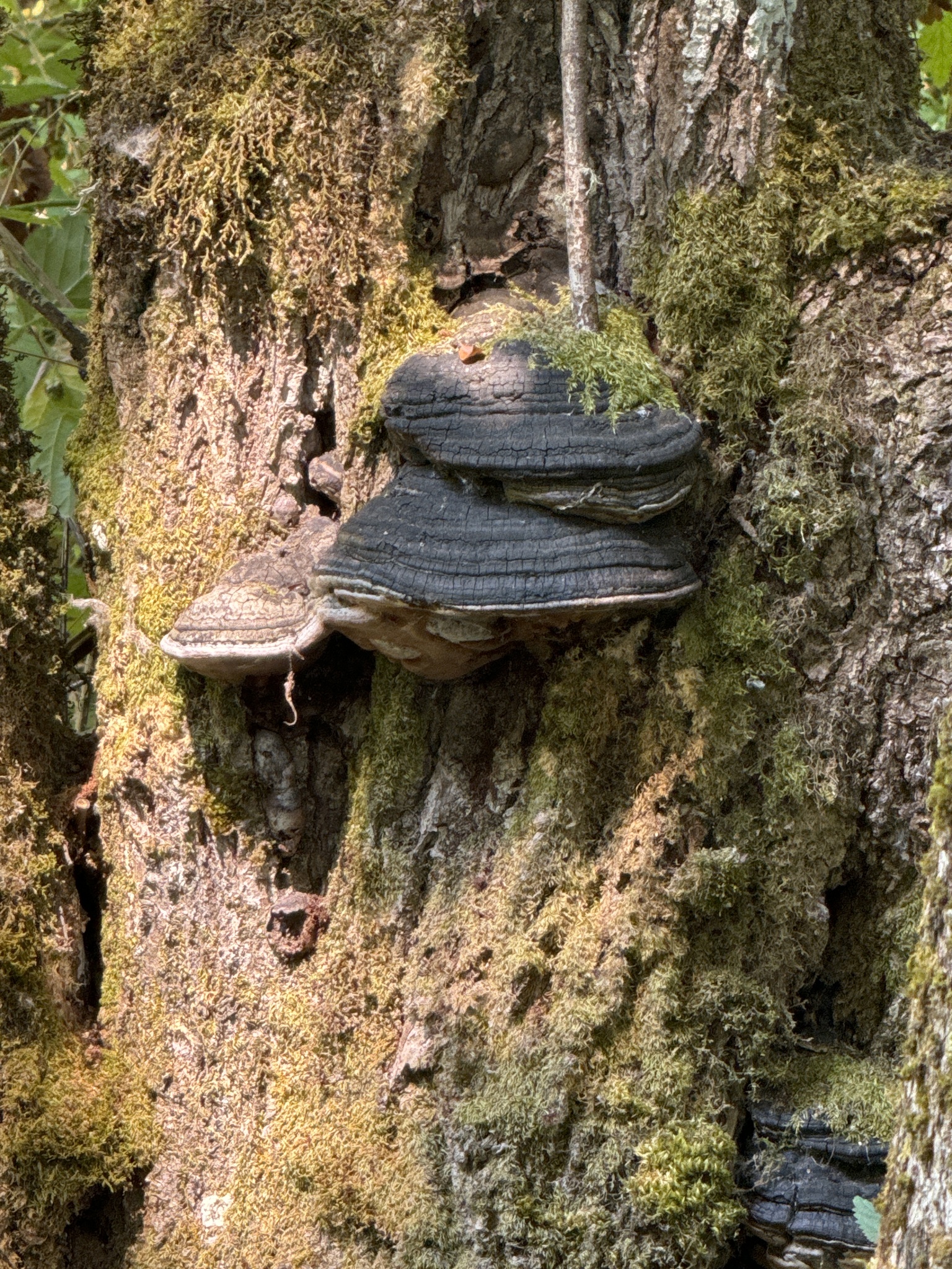 Phellinus