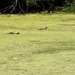 Mallard