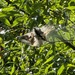 Western Tent Caterpillar Moth