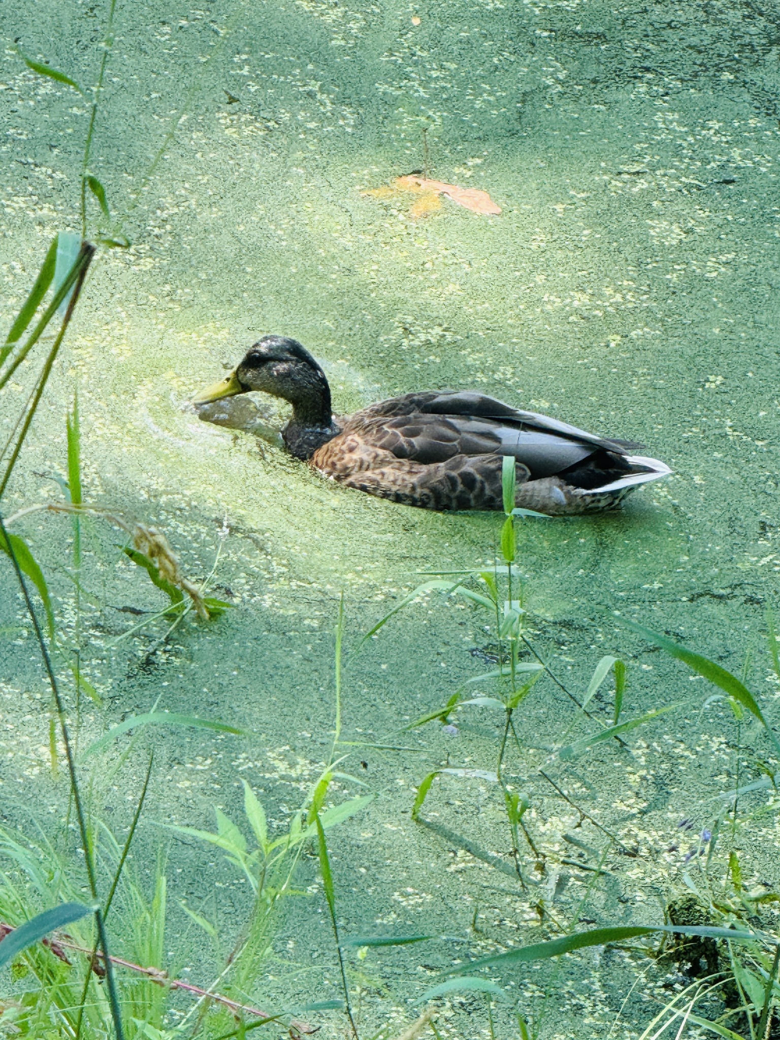Anas platyrhynchos