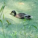 Mallard