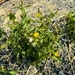 prickly sowthistle