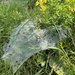 Funnel Weavers