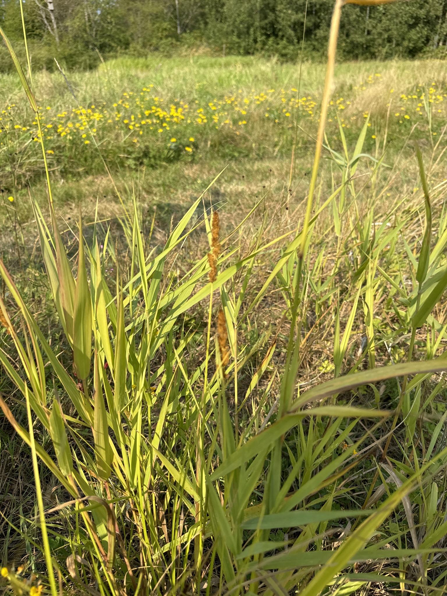 Carex