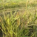 true sedges